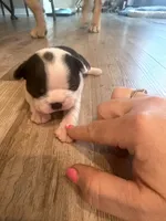 Millie, a female Boston Terrier for sale in Fredonia, KS – Photo 4 of 8