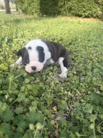 Millie, a female Boston Terrier for sale in Fredonia, KS – Photo 7 of 8