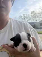 Millie, a female Boston Terrier for sale in Fredonia, KS – Photo 3 of 8