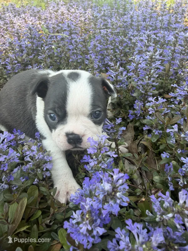 Millie – Boston Terrier puppy for sale in Fredonia, KS