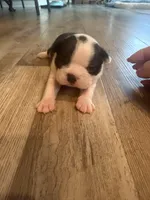 Millie, a female Boston Terrier for sale in Fredonia, KS – Photo 5 of 8