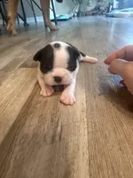 Millie, a female Boston Terrier for sale in Fredonia, KS – Photo 2 of 8
