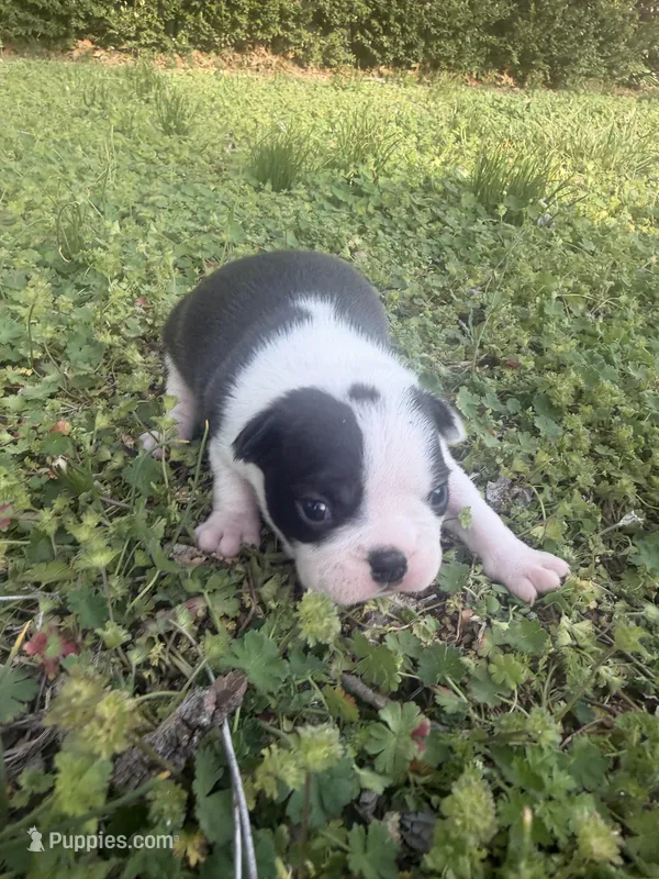 Millie – Boston Terrier puppy for sale in Fredonia, KS