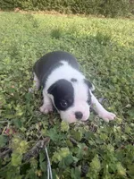 Millie, a female Boston Terrier for sale in Fredonia, KS – Photo 1 of 8