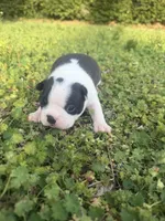 Millie, a female Boston Terrier for sale in Fredonia, KS – Photo 6 of 8