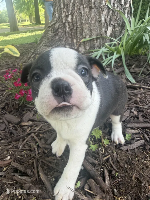 Millie – Boston Terrier puppy for sale in Fredonia, KS