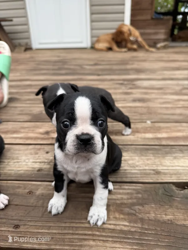 Sprinkles  – Boston Terrier puppy for sale in Fredonia, KS