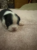 Bessie, a female Boston Terrier for sale in Fredonia, KS – 3 of 10