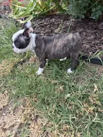 Chloe, a female Boston Terrier for sale in Fredonia, KS – 9 of 9