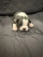 Azul, a male Boston Terrier for sale in Fredonia, KS – 5 of 10