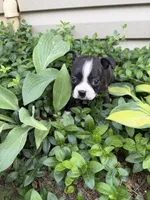 Chanel, a female Boston Terrier for sale in Fredonia, KS – 4 of 10