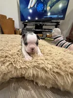 River, a male Boston Terrier for sale in Fredonia, KS – Photo 7 of 10