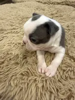 River, a male Boston Terrier for sale in Fredonia, KS – Photo 3 of 10