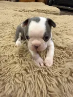 River, a male Boston Terrier for sale in Fredonia, KS – Photo 1 of 10