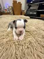 River, a male Boston Terrier for sale in Fredonia, KS – Photo 5 of 10