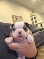 River, a male Boston Terrier for sale in Fredonia, KS – Photo 2 of 10