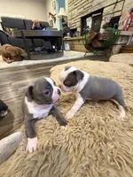 River, a male Boston Terrier for sale in Fredonia, KS – Photo 9 of 10