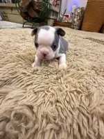 River, a male Boston Terrier for sale in Fredonia, KS – Photo 6 of 10