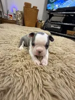 River, a male Boston Terrier for sale in Fredonia, KS – Photo 4 of 10