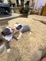 River, a male Boston Terrier for sale in Fredonia, KS – Photo 8 of 10