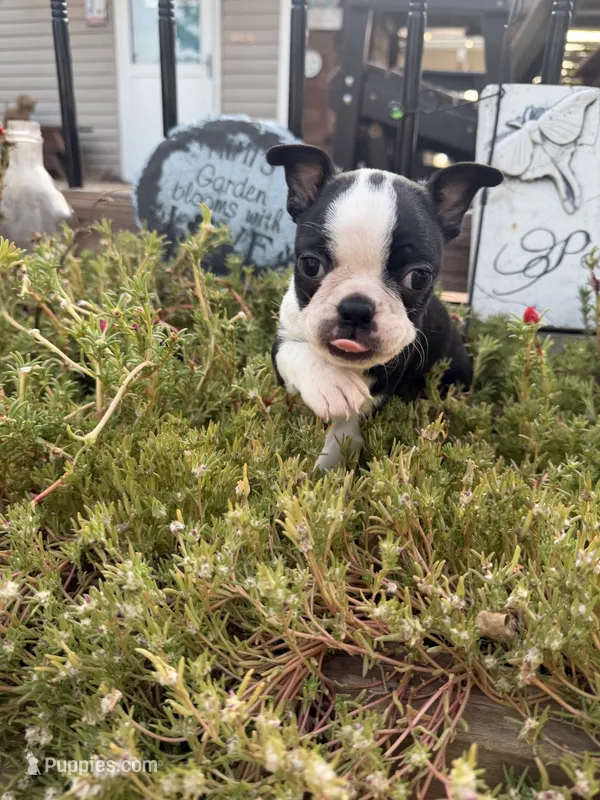 Cookie – Boston Terrier puppy for sale in Fredonia, KS
