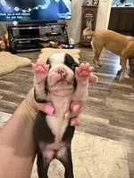 Chip, a male Boston Terrier for sale in Fredonia, KS – 4 of 9