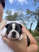 Sophia, a female Boston Terrier for sale in Fredonia, KS – 7 of 10