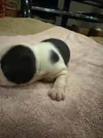 Bessie, a female Boston Terrier for sale in Fredonia, KS – 4 of 10