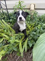 Chanel, a female Boston Terrier for sale in Fredonia, KS – 4 of 10