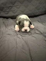 Azul, a male Boston Terrier for sale in Fredonia, KS – 4 of 10