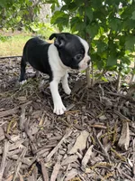 Apollo, a male Boston Terrier for sale in Fredonia, KS – 4 of 8