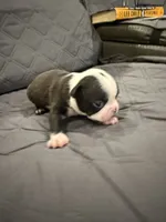 Chip, a male Boston Terrier for sale in Fredonia, KS – 3 of 9