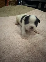 Dotty, a female Boston Terrier for sale in Fredonia, KS – 5 of 8