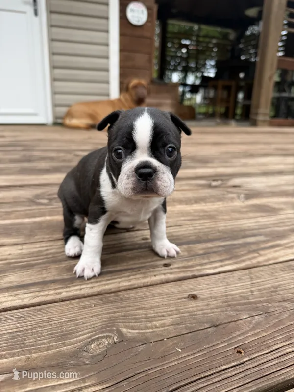 Sophia – Boston Terrier puppy for sale in Fredonia, KS