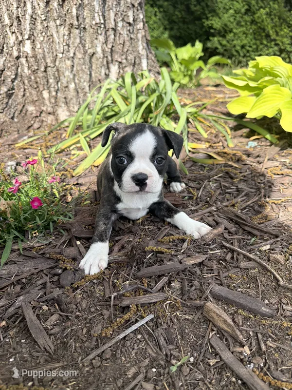 Dior – Boston Terrier puppy for sale in Fredonia, KS