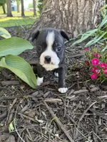 Chanel, a female Boston Terrier for sale in Fredonia, KS – 4 of 8