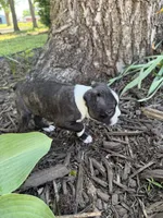 Chanel, a female Boston Terrier for sale in Fredonia, KS – 7 of 8