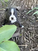 Chanel, a female Boston Terrier for sale in Fredonia, KS – 1 of 8