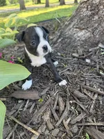 Chanel, a female Boston Terrier for sale in Fredonia, KS – 6 of 8