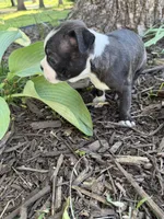 Chanel, a female Boston Terrier for sale in Fredonia, KS – 8 of 8