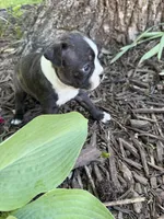 Chanel, a female Boston Terrier for sale in Fredonia, KS – 3 of 8
