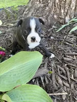 Chanel, a female Boston Terrier for sale in Fredonia, KS – 2 of 8