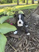 Chanel, a female Boston Terrier for sale in Fredonia, KS – 5 of 8