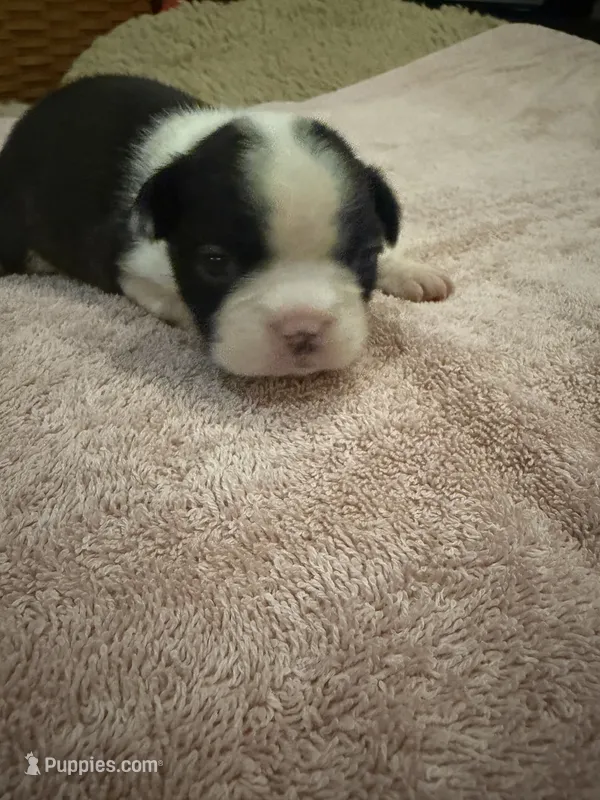 Bessie – Boston Terrier puppy for sale in Fredonia, KS