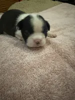 Bessie, a female Boston Terrier for sale in Fredonia, KS – 1 of 10