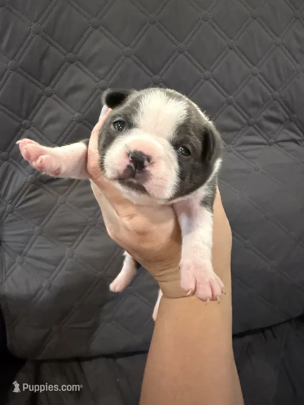 Azul – Boston Terrier puppy for sale in Fredonia, KS