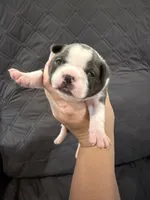 Azul, a male Boston Terrier for sale in Fredonia, KS – 1 of 10