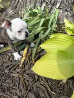 Gucci, a male Boston Terrier for sale in Fredonia, KS – 7 of 8