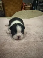 Maggie, a female Boston Terrier for sale in Fredonia, KS – 2 of 6