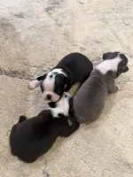 Chip, a male Boston Terrier for sale in Fredonia, KS – 9 of 9